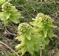 Japanese Butterbur