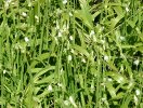 Few Flowered Leek Few Flowered Leek