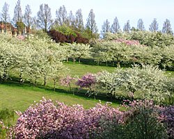 Braidburn Valley Park trees