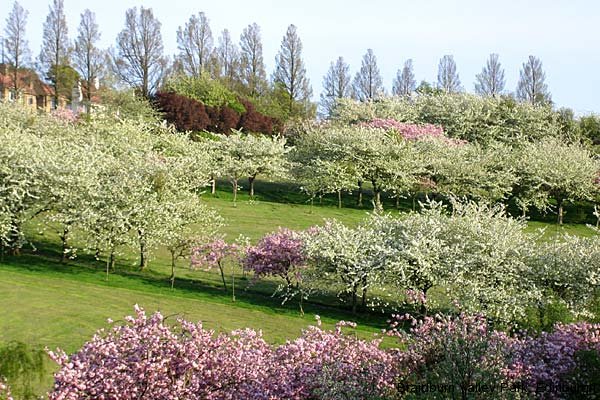 Blossom Field