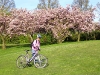 Cherry blossom 2007