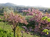 Cherry blossom 2007