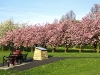 Cherry blossom 2007