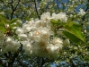 Cherry blossom 2008