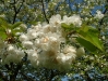 cherry-blossom-2008-image-3_0
