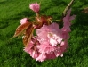 Cherry blossom 2008