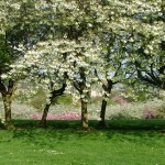 Cherry trees in Braidburn Valley Park