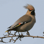 Waxwing