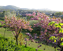 Braidburn Valley Park trees