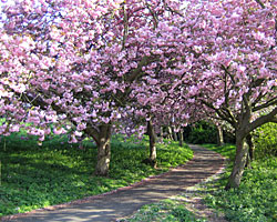 Braidburn Valley Park trees
