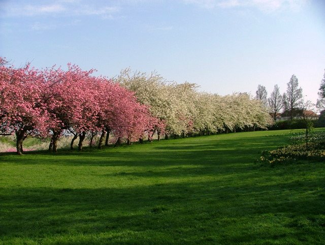 cherry-blossom-2008-image-1_0