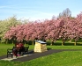 Braidburn Valley Park trees
