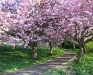 Braidburn Valley Park trees
