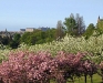 Braidburn Valley Park trees
