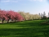 cherry-blossom-2008-image-1_0