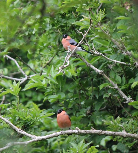 A pair of bullfinches