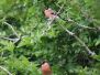 Park wildlife
