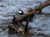 A dipper
