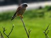 A kestrel