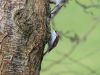 A treecreeper